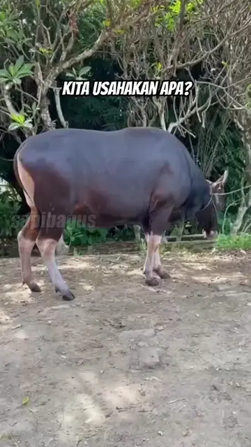 DP-Sapi-Qurban-2024